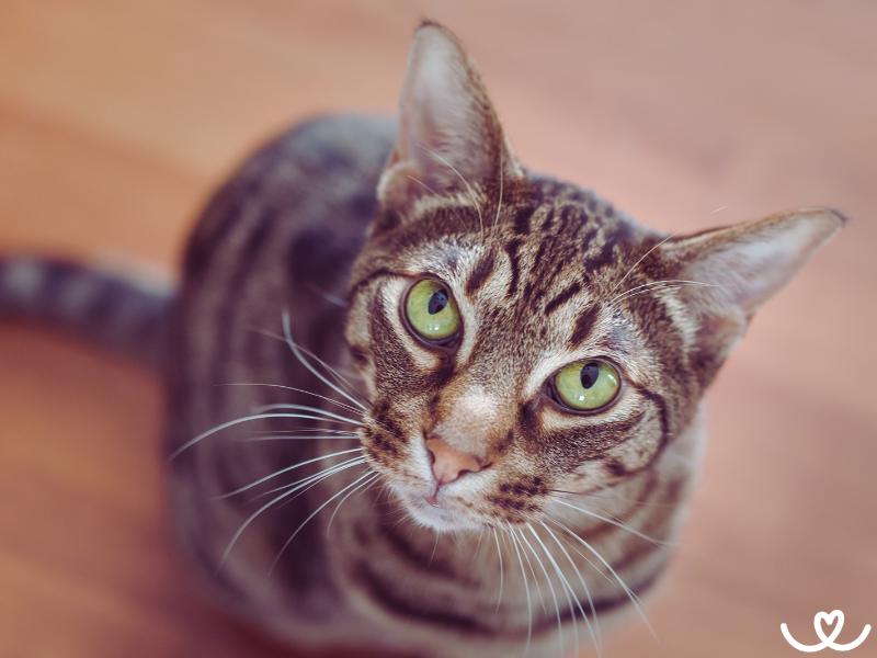Kocici-plemeno-ocicat (6)